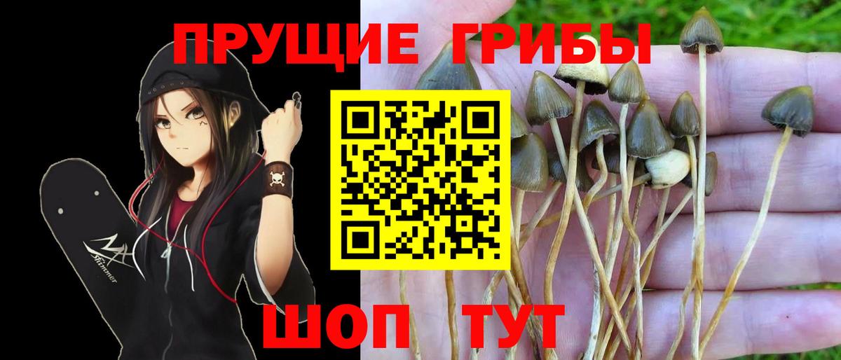 Петрозаводск  Псилоцибиновые грибы GOLDEN TEACHER  наркошоп  Вход с VPN 